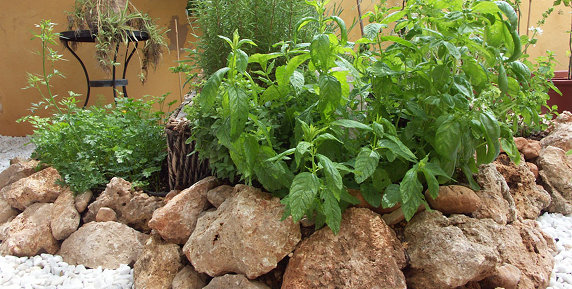 Bild zum Ratgeber Der mediterrane Garten – einfach vielfältig