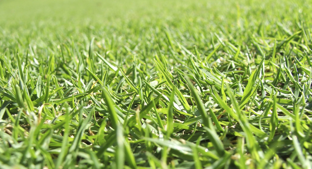 Bild zum Ratgeber 7 Tipps für einen schönen und grünen Rasen | Gartenratgeber